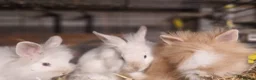 Lionhead rabbits for sale: Lovely tempered little lionhead babies- m and f - Advert 9