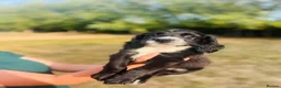 Cocker Spaniel dogs for sale: Stunning cocker spaniels ready now - Advert 12