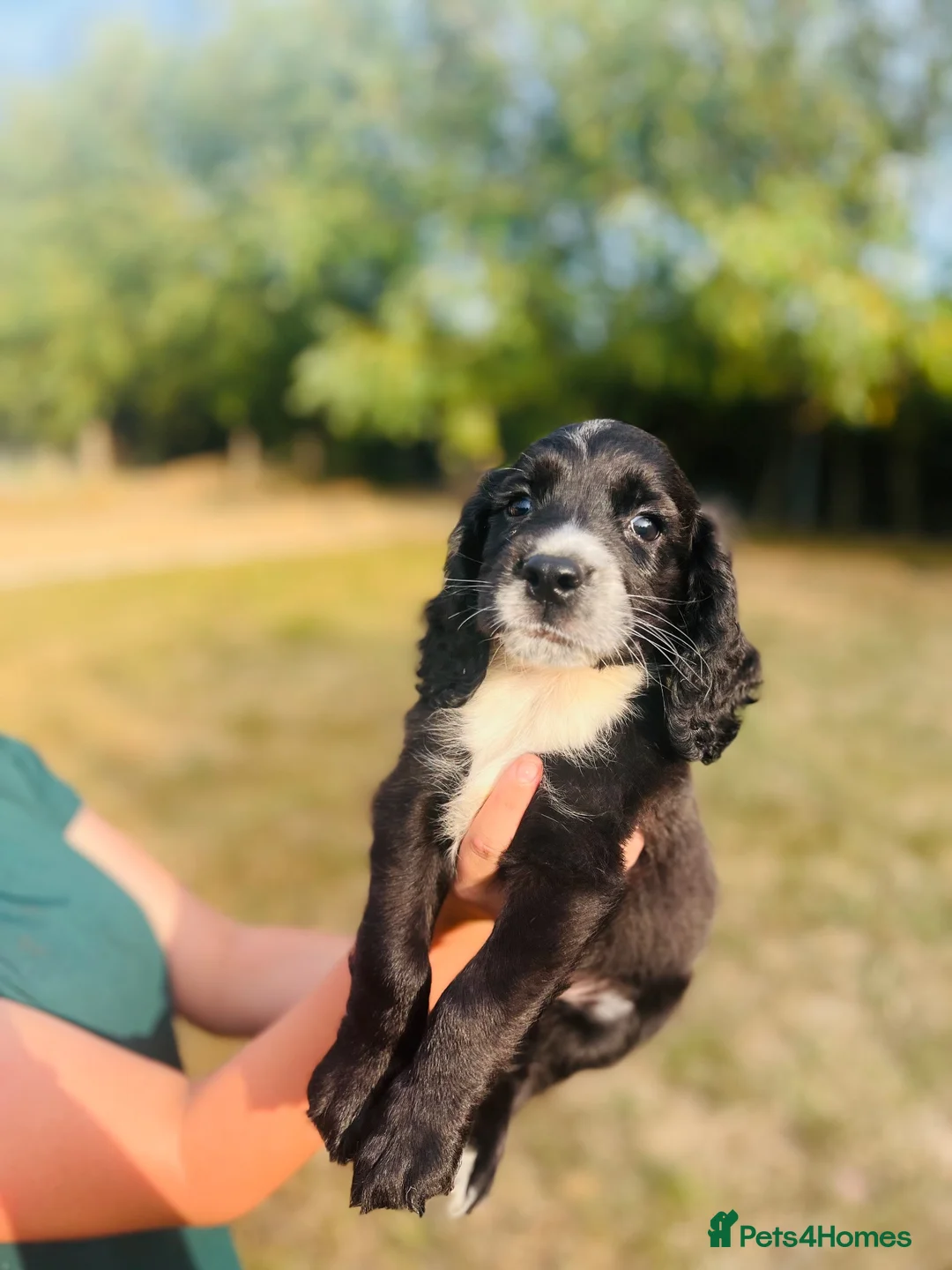 Cocker Spaniel dogs for sale: Stunning cocker spaniels ready now - Advert 12
