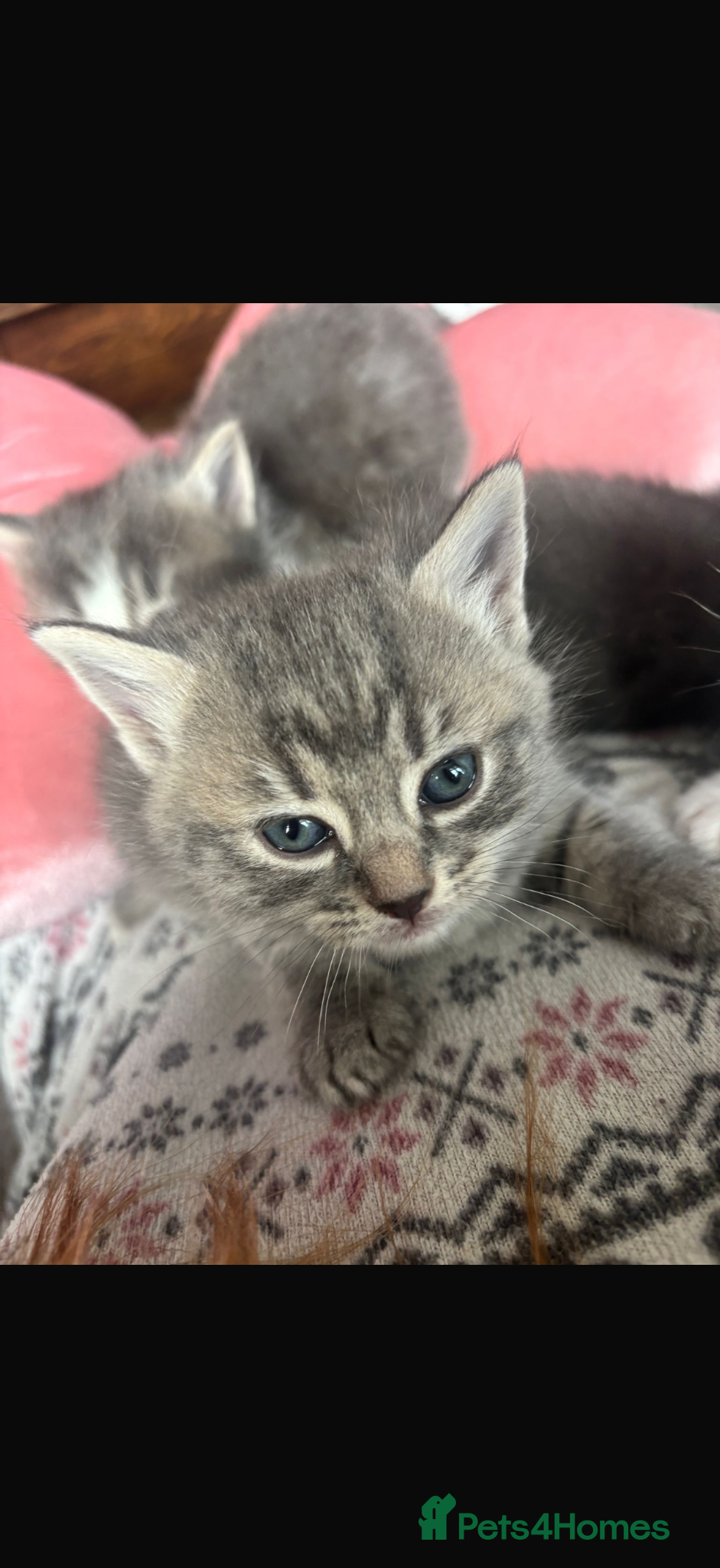 British Shorthair cats Beautiful grey kittens - Advert 1