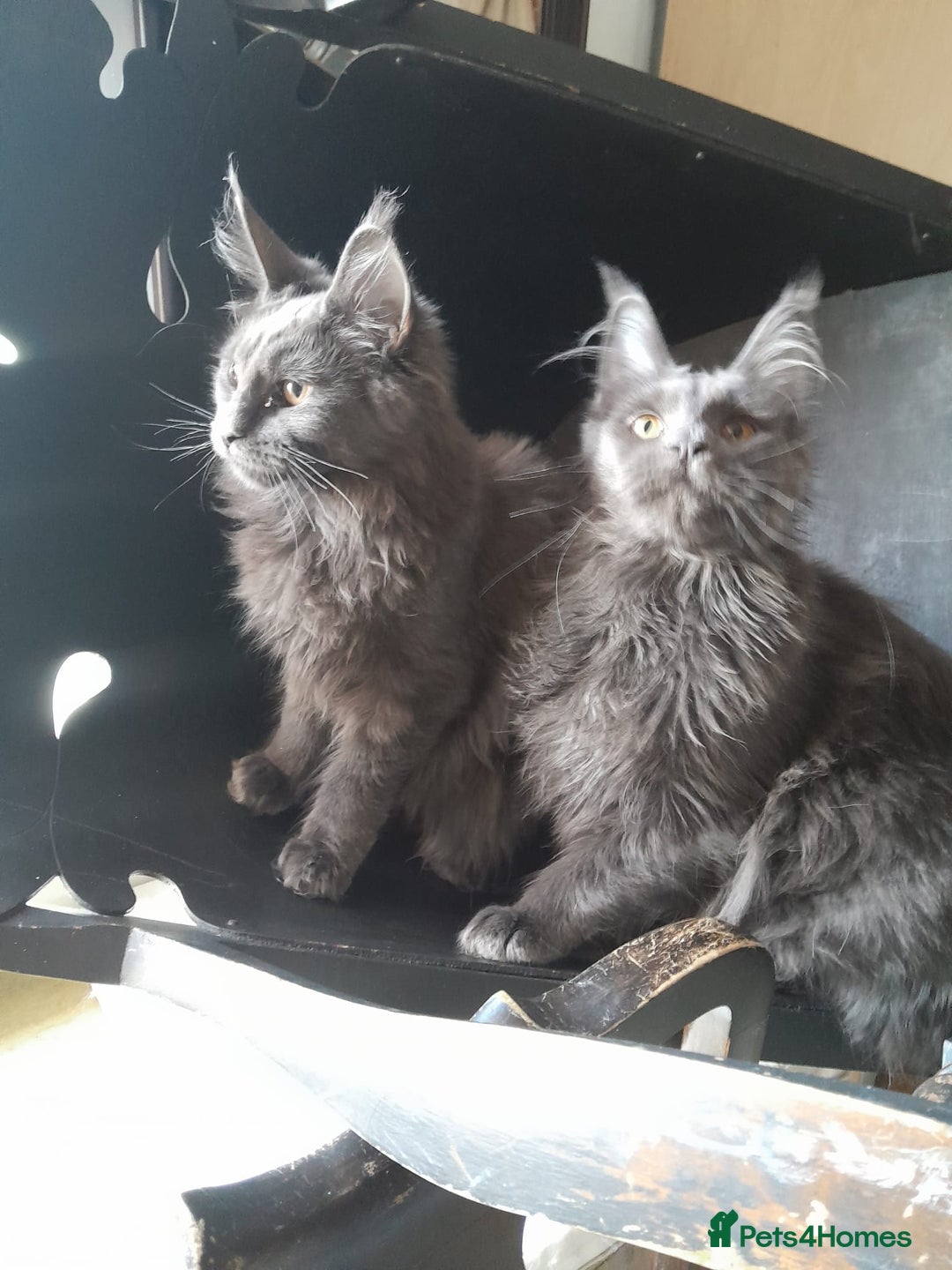 Maine Coon cats for sale: 2 solid blue MaineCoon girls TICA - Advert 14