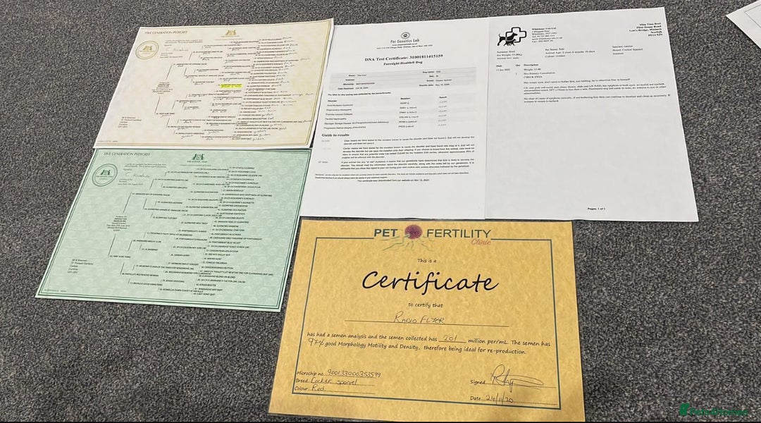 Cocker Spaniel dogs for sale: SHOW TYPE COCKER SPANIELS PUPPIES  - Advert 26