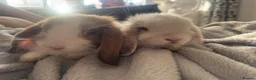Mini Lop rabbits for sale: Two Beautiful Girls Looking for Their Forever Home - Advert 15