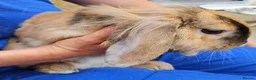 Mixed Breed rabbits for sale: Bunny's  - Advert 15