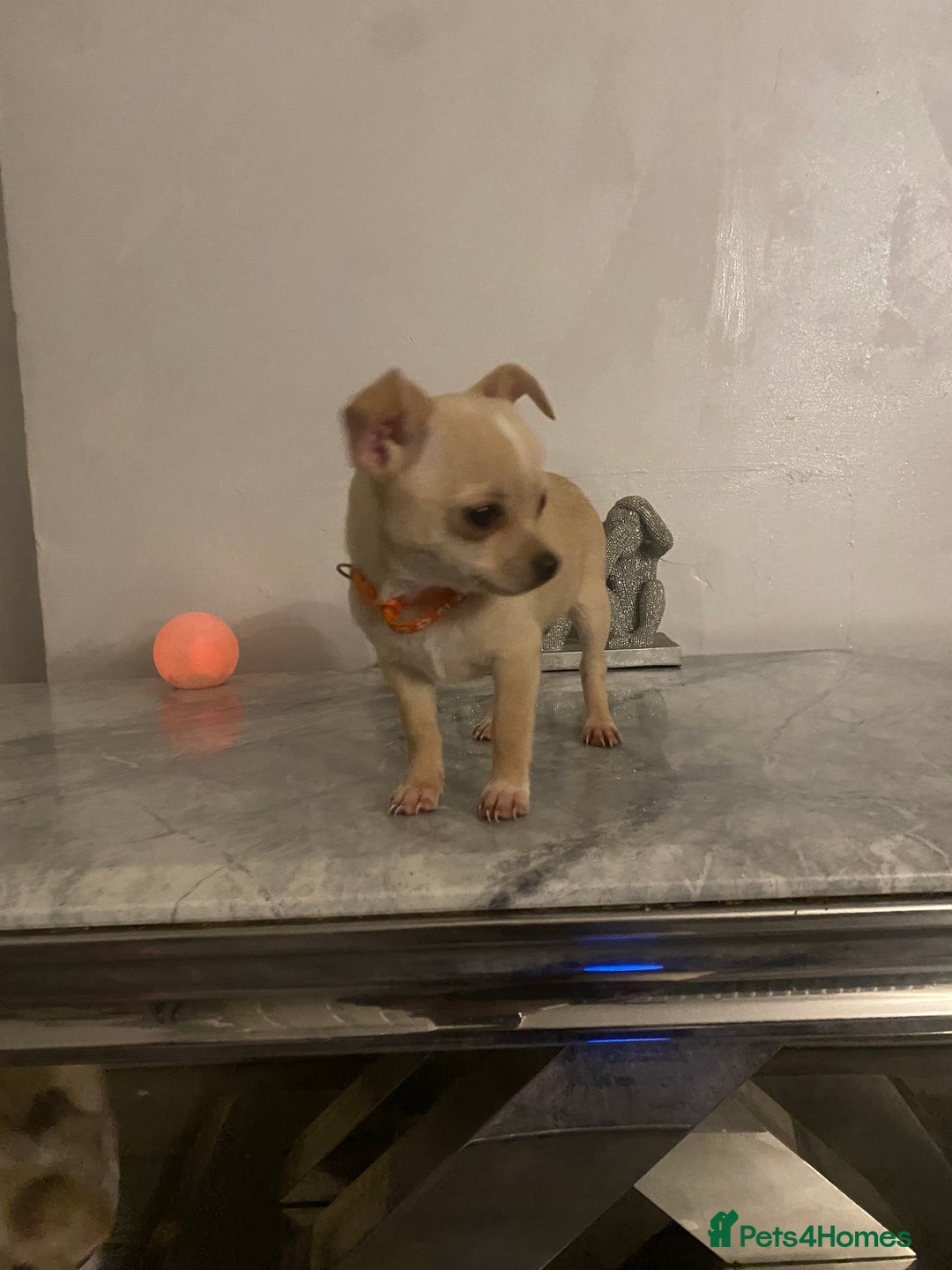 Chihuahua dogs for sale: CHIHUAHUA PUPPIES 2 BOYS 2 GIRLS READY TO LEAVE - Advert 11