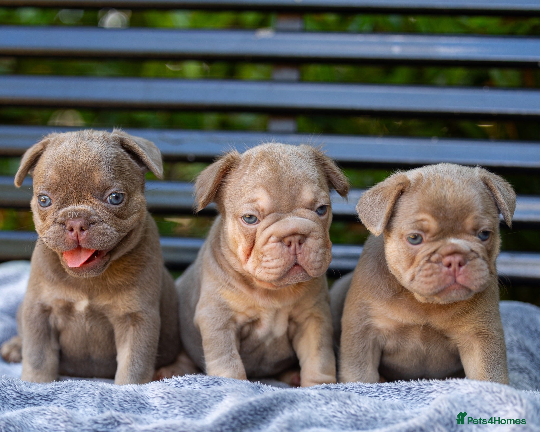 French Bulldog dogs French bulldogs  - Advert 7