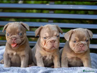 French Bulldog dogs French bulldogs - Advert 7
