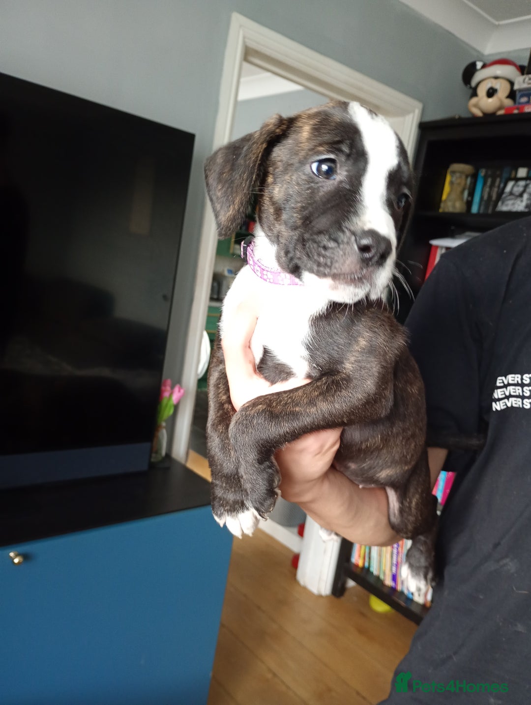 Mixed Breed dogs for sale: Mastiff cross  - Image 27