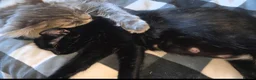 Mixed Breed cats for sale: 2 males left of litter  - Advert 2