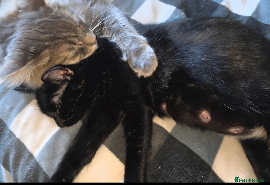 Mixed Breed cats for sale: 2 males left of litter  - Advert 2