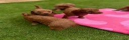Cockapoo dogs for sale: 7 beautiful Cockapoo - Advert 27