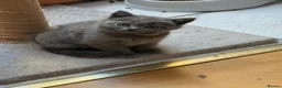 British Shorthair cats for sale: British shorthair kittens “Ready now” - Advert 7