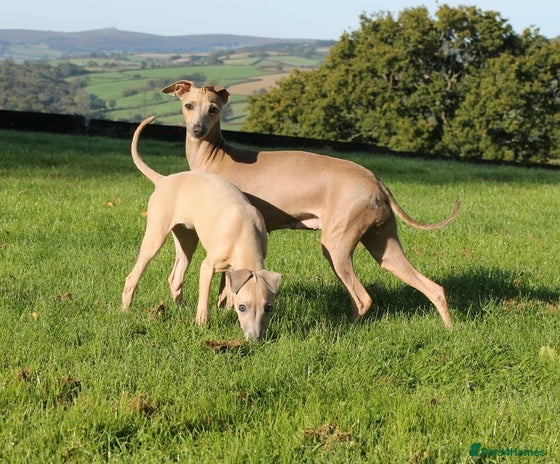 Italian Greyhound dogs - Advert 1