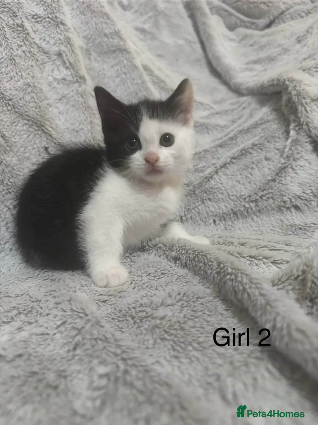 Mixed Breed cats for sale: Kittens for sale - Advert 5