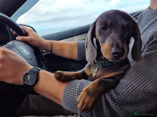 Miniature Dachshund dogs Short hair Male Miniature Dachshund - Advert 1