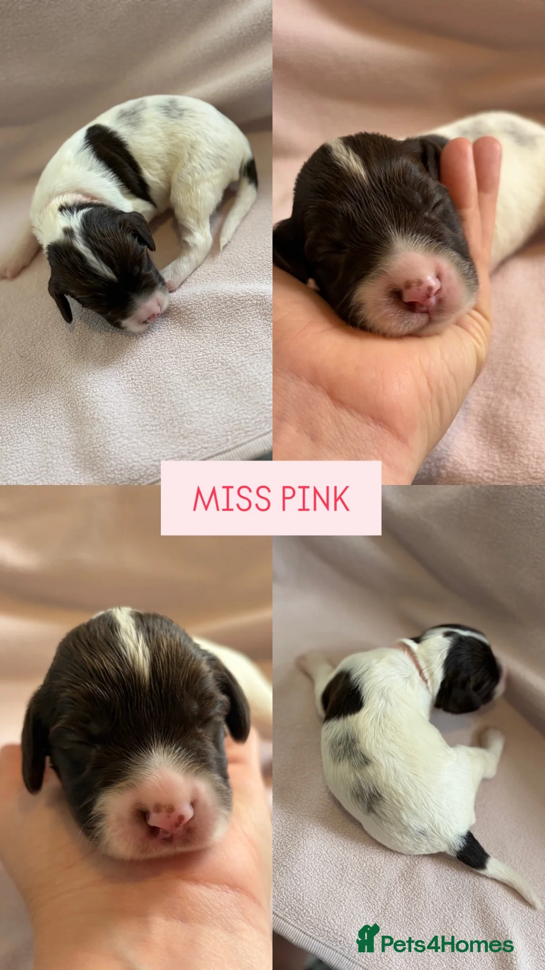 English Springer Spaniel dogs for sale: 6 English Springer Spaniel Pups  - Advert 2