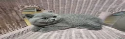 British Shorthair cats for sale:  beautiful British Shorthair kittens  - Advert 1