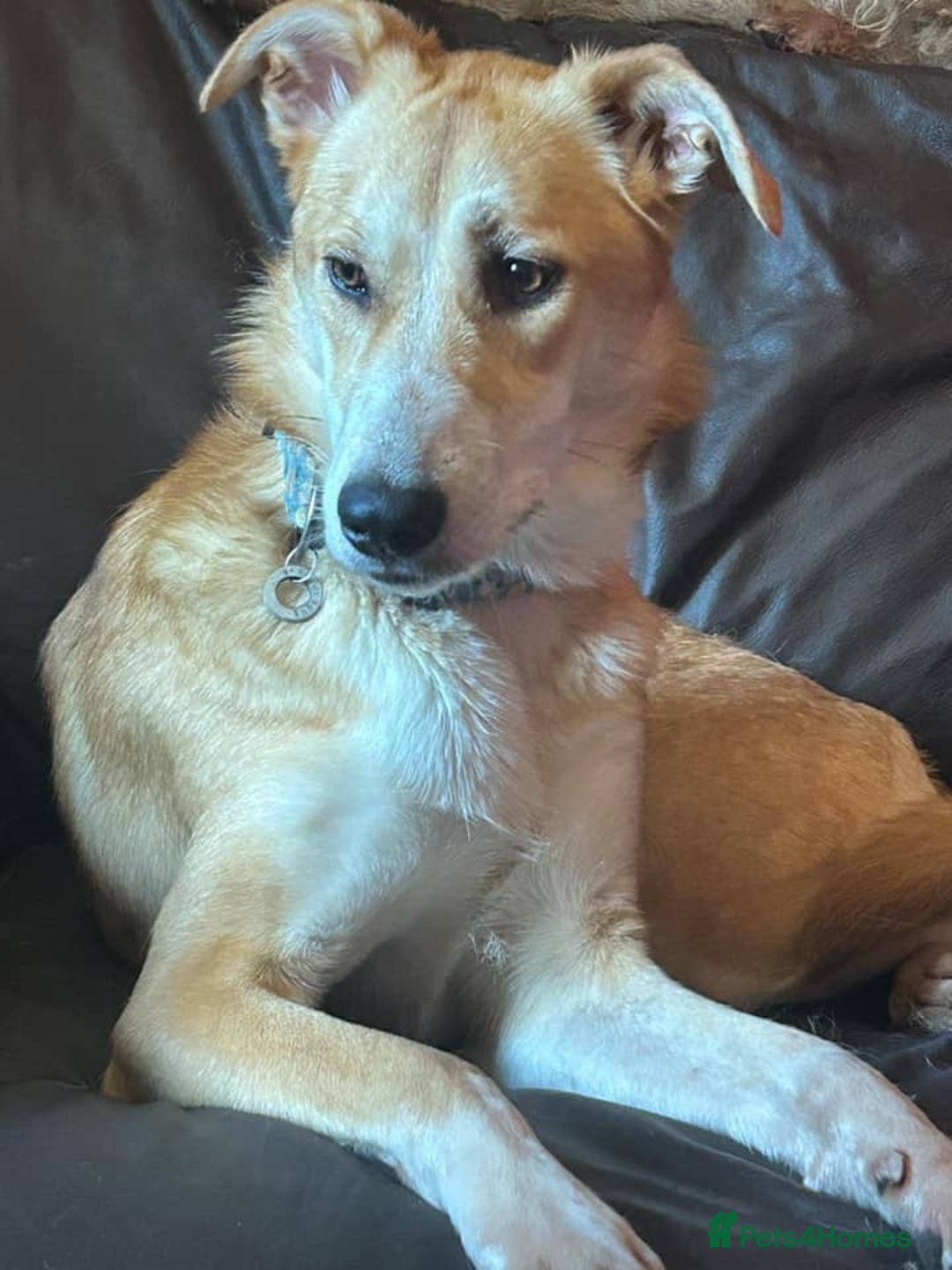 Mixed Breed dogs for adoption: Cristina - Norwich Norfolk  - Image 33