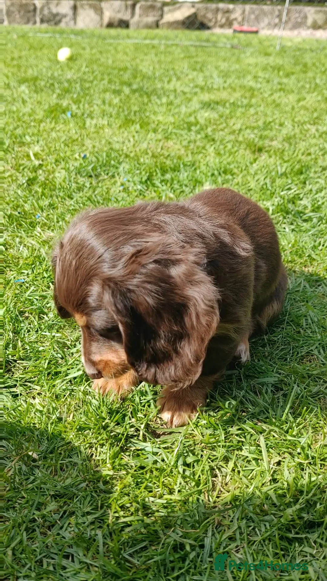 Miniature Dachshund dogs for sale: Puppies of the miniature long-haired dachshund.  - Advert 2