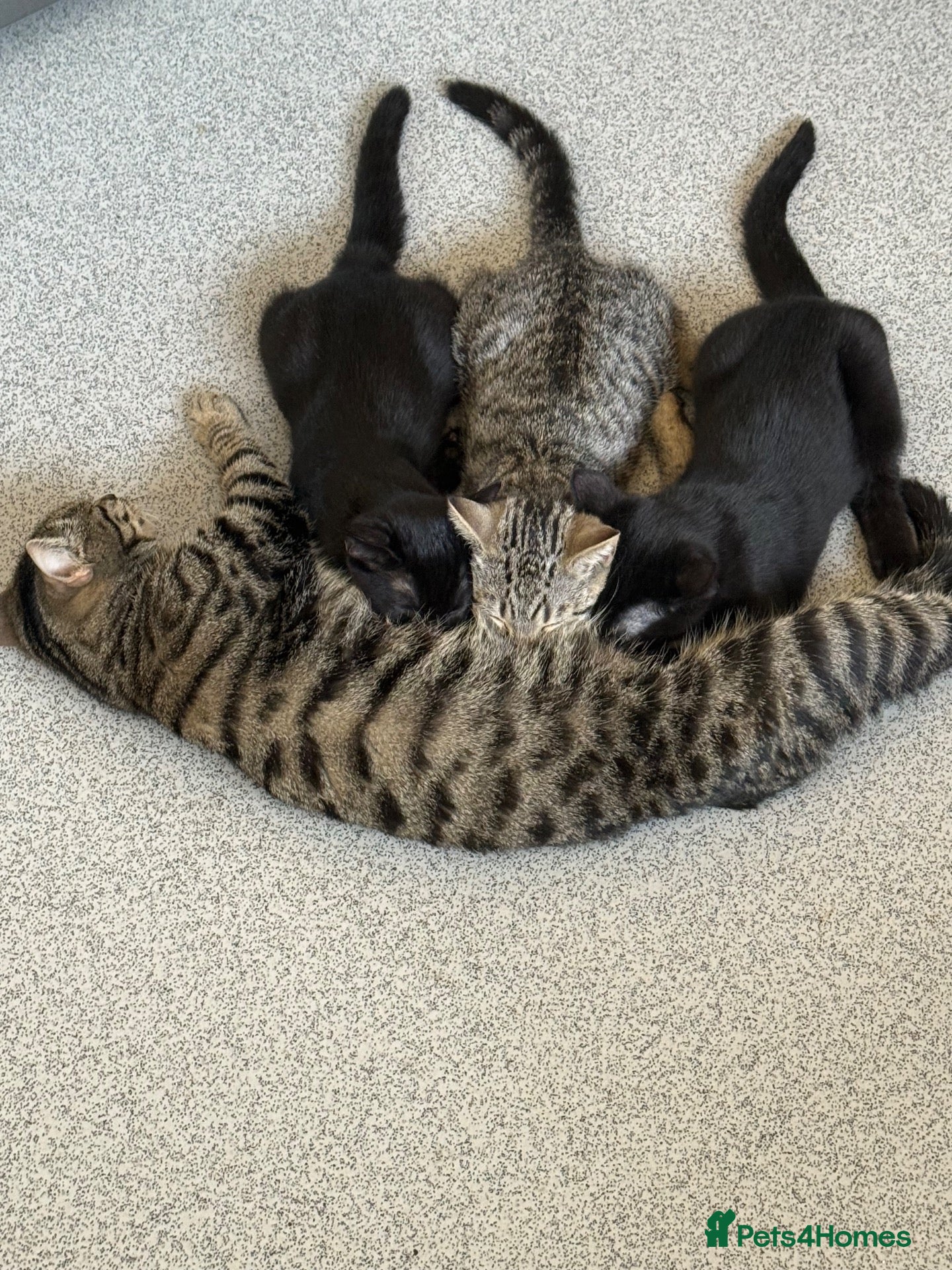 Mixed Breed cats British shorthair x Tabby boy - Advert 1