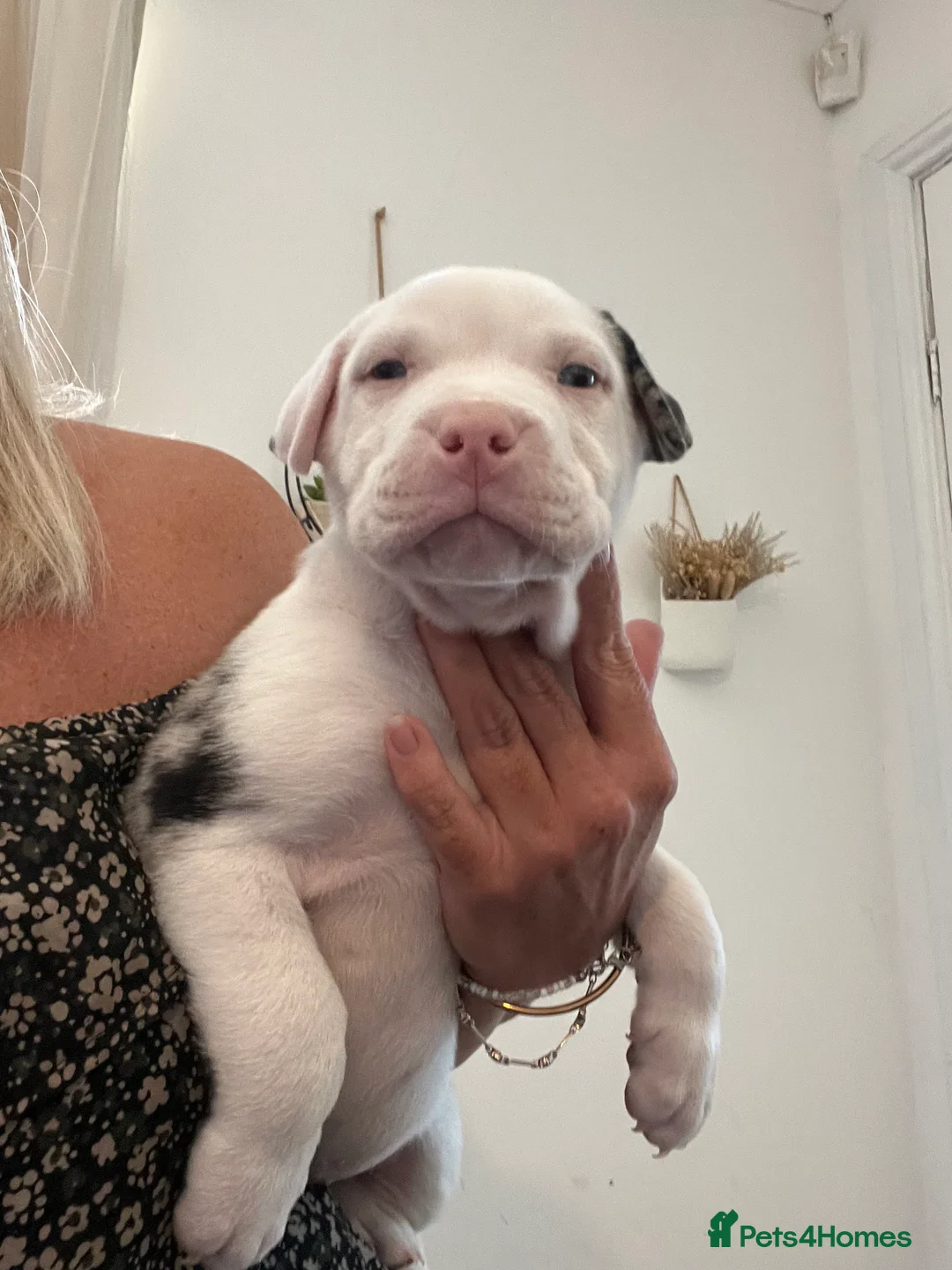 American Bull Staffy dogs for sale: American staff pups £850 Ono READY NOW  - Advert 9