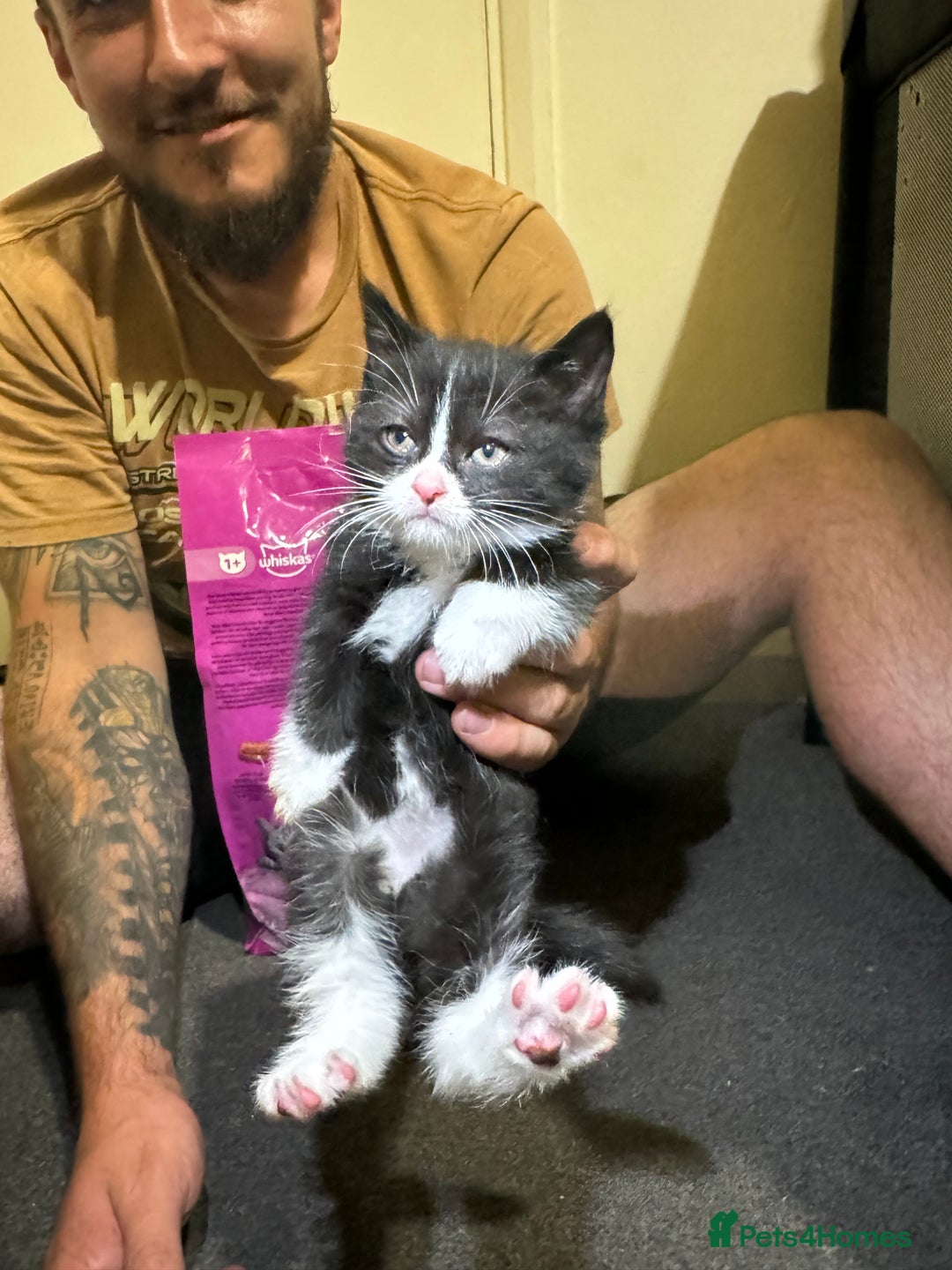 British Shorthair cats for sale: British shorthair mixed  - Image 11