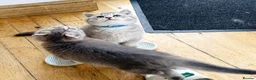 British Shorthair cats for sale: A Girl Available- GCCF/TICA British Shorthair  - Advert 20