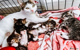 Mixed Breed cats for sale: 4 Gorgeous Tabby Kittens  - Image 1