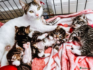 Mixed Breed cats - Advert 18