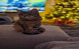 Bengal cats for sale: Bengal x tabby girl 2 years old - Image 2
