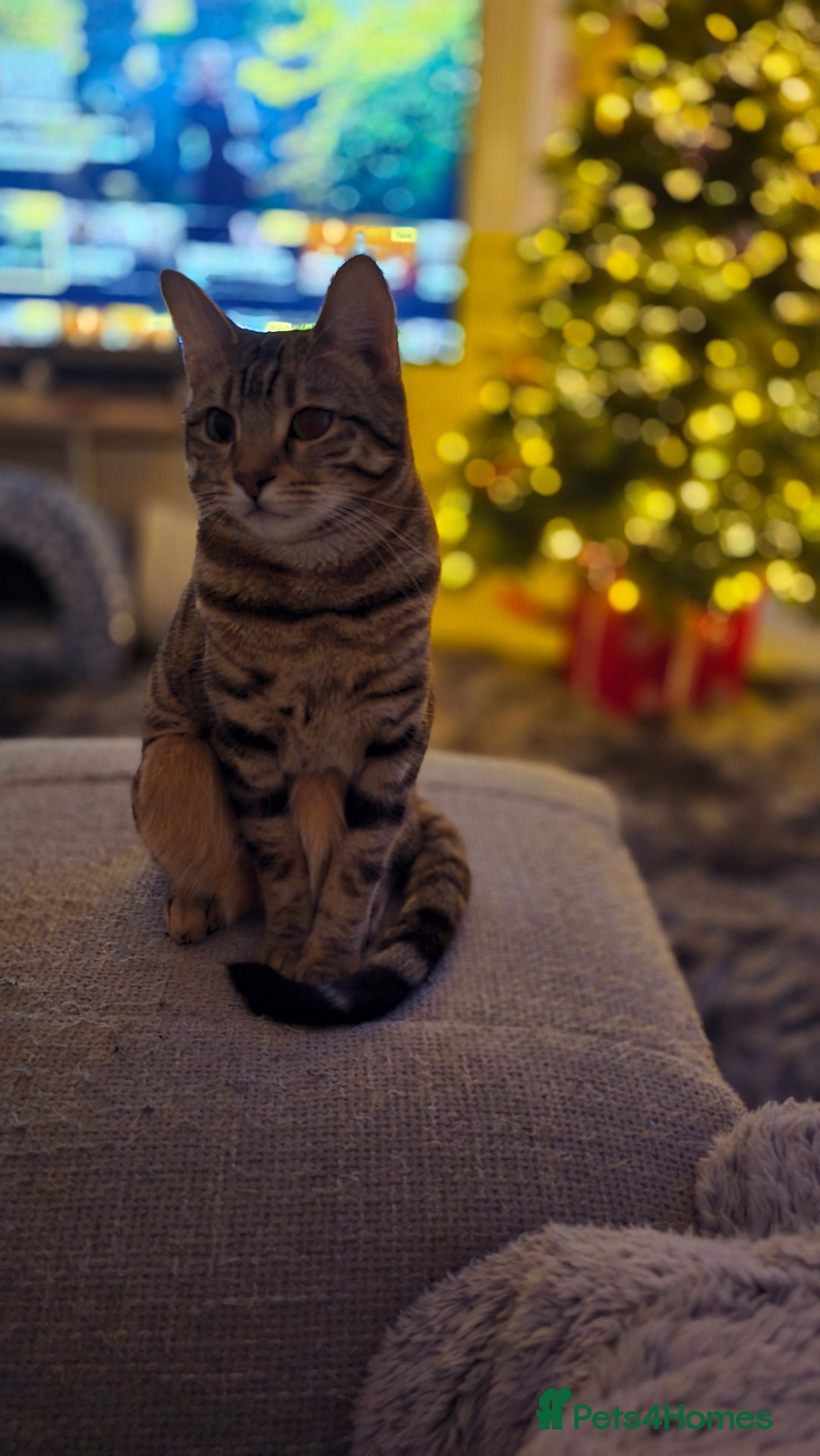 Bengal cats for sale: Bengal x tabby girl 2 years old - Image 2