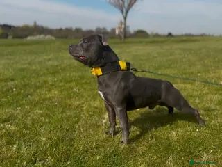 Staffordshire Bull Terrier dogs KC registered blue staff puppies - Advert 17