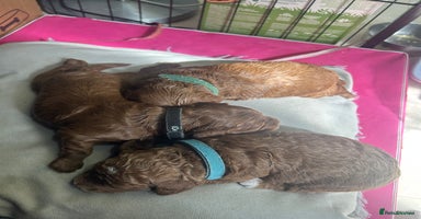 Cavapoo dogs - Advert 4