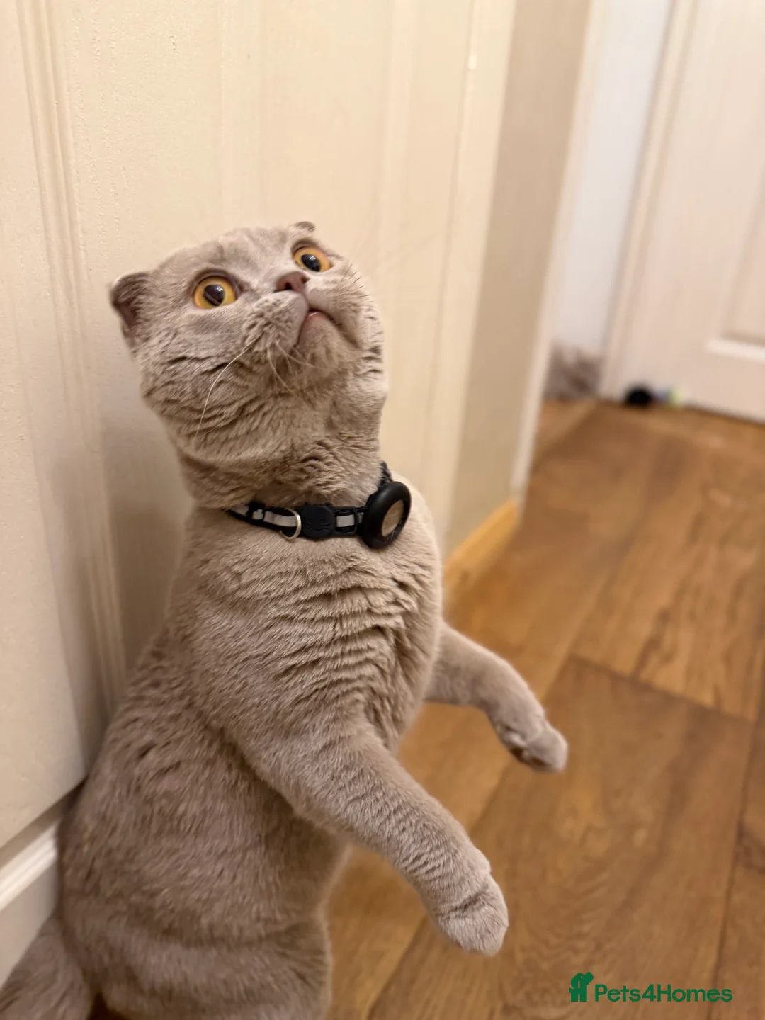 Scottish Fold cats for sale: 2 Scottish Fold Lilac Kittens for Sale - Advert 9