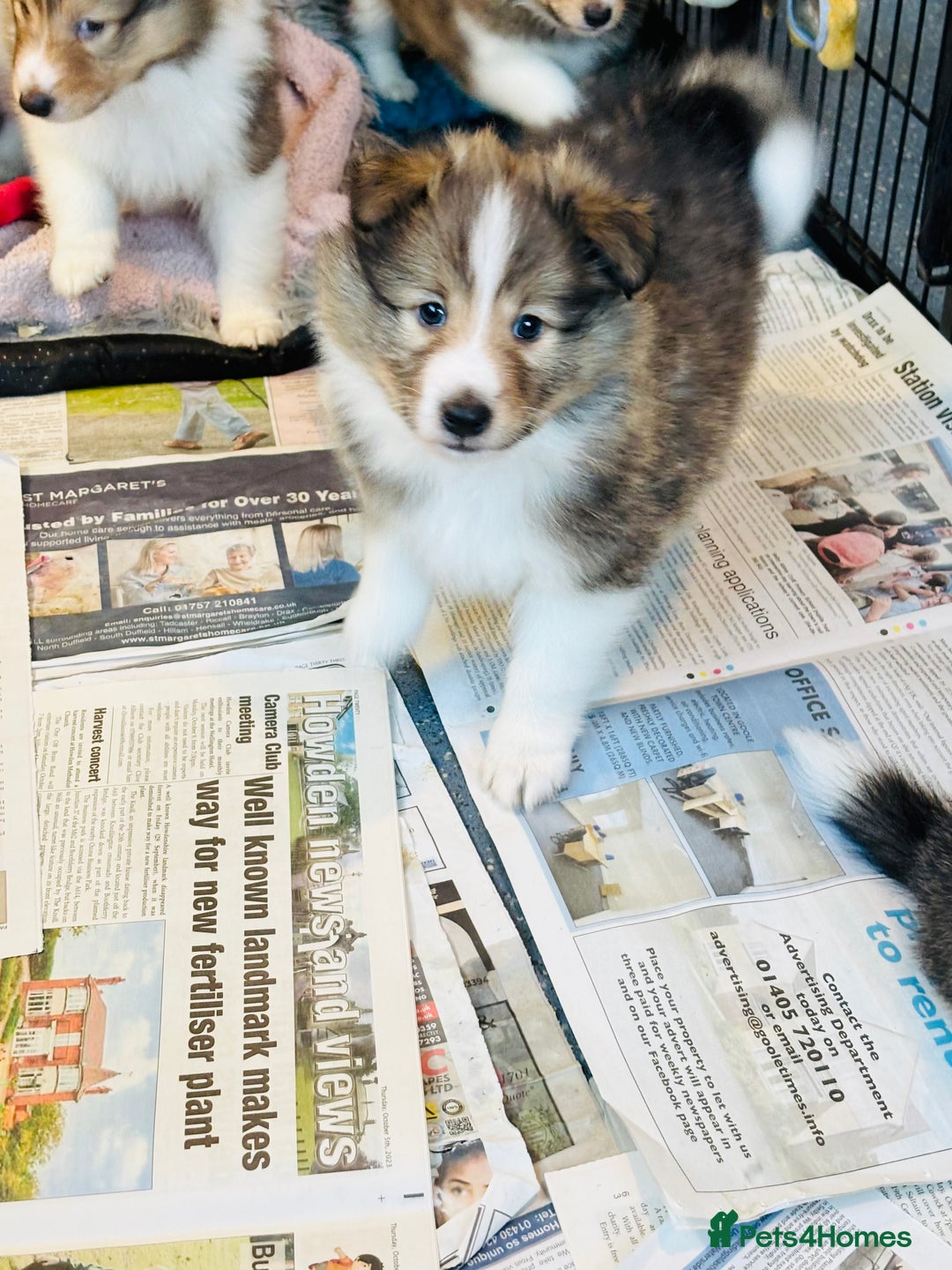 Shetland Sheepdog dogs for sale: Beautiful sable Shetland sheepdog puppies  - Advert 13