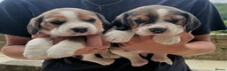 Beagle dogs for sale: Champion Bred Puppies (KC reg) - Advert 7