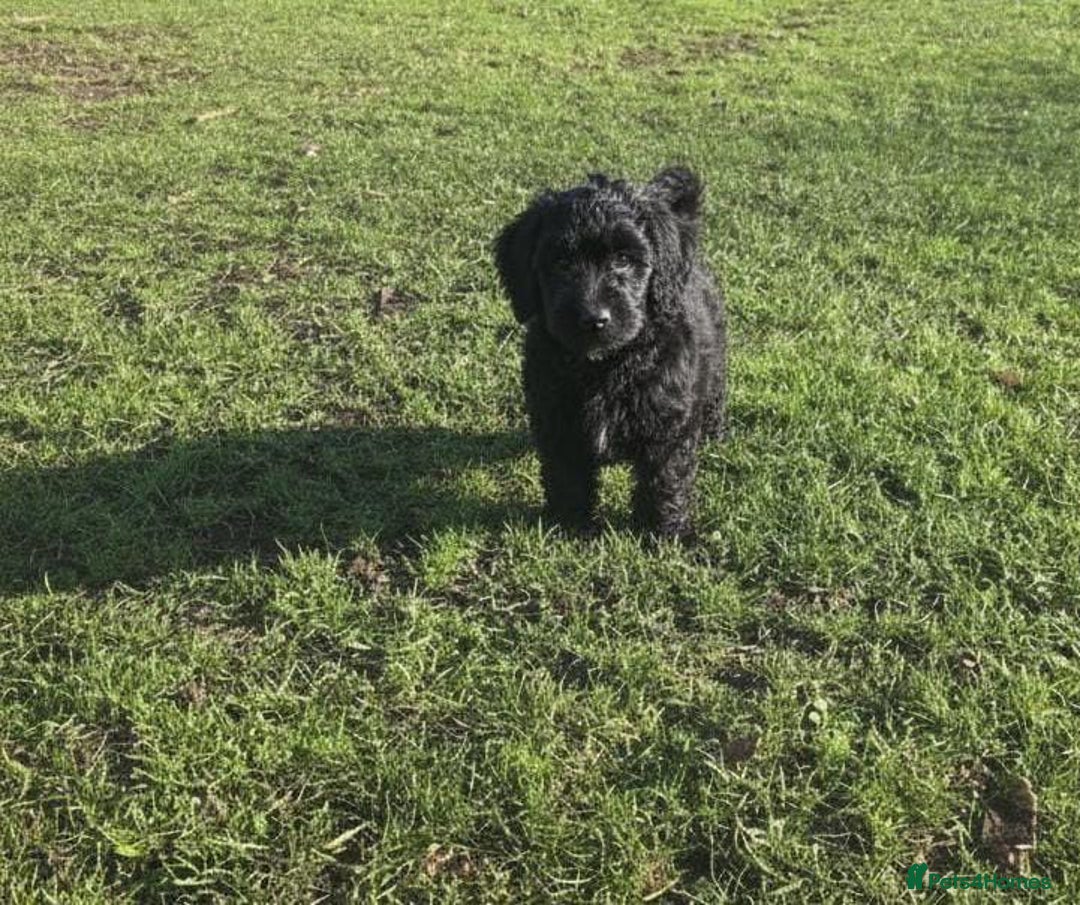 Maltipoo dogs for sale: Maltipoo puppies  - Advert 9