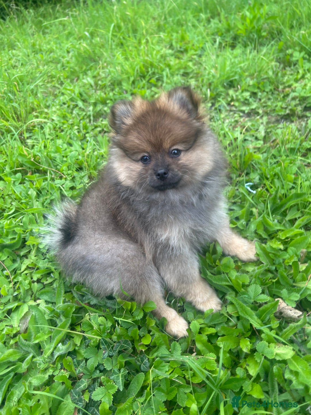 Pomeranian dogs for sale: Teddy bear Pomeranian puppy - Image 8