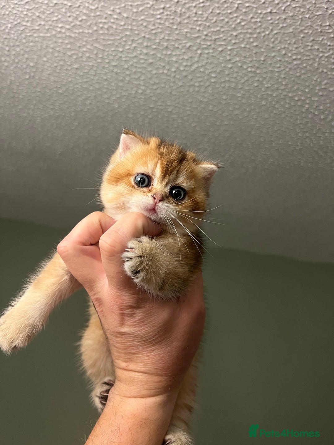 Scottish Fold cats for sale: Scottish Straight Golden Shaded Rare Affectionate - Image 11