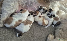 Shih Tzu dogs for sale: READY TO GO NOW Gorgeous Shih tzu puppies - Image 11