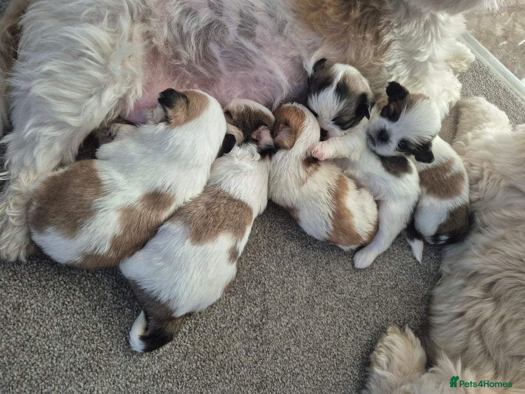 Shih Tzu dogs for sale: READY TO GO NOW Gorgeous Shih tzu puppies - Image 11