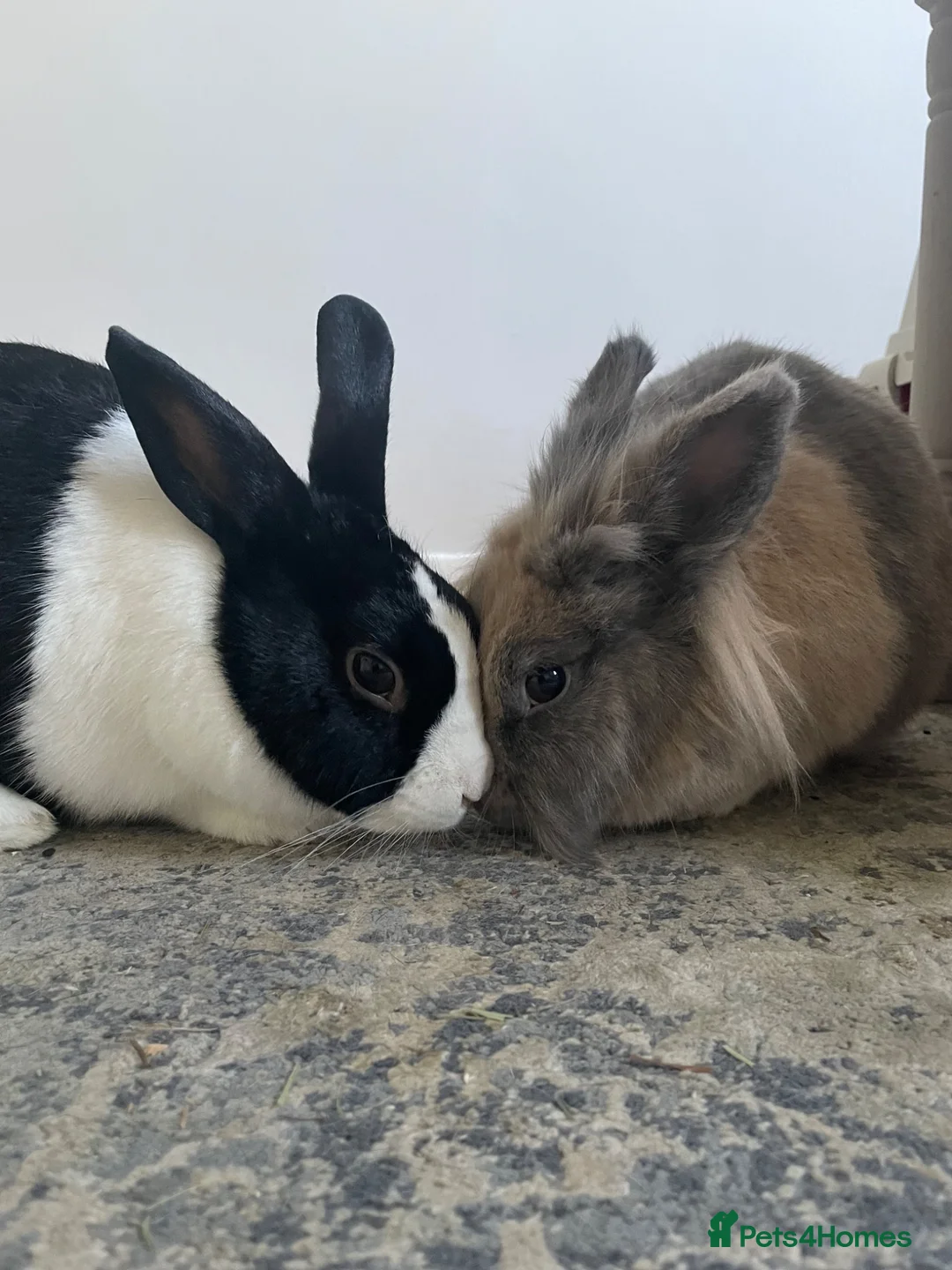 Lionhead rabbits for sale: Rosie looking for her forever home  in Chichester - Advert 7