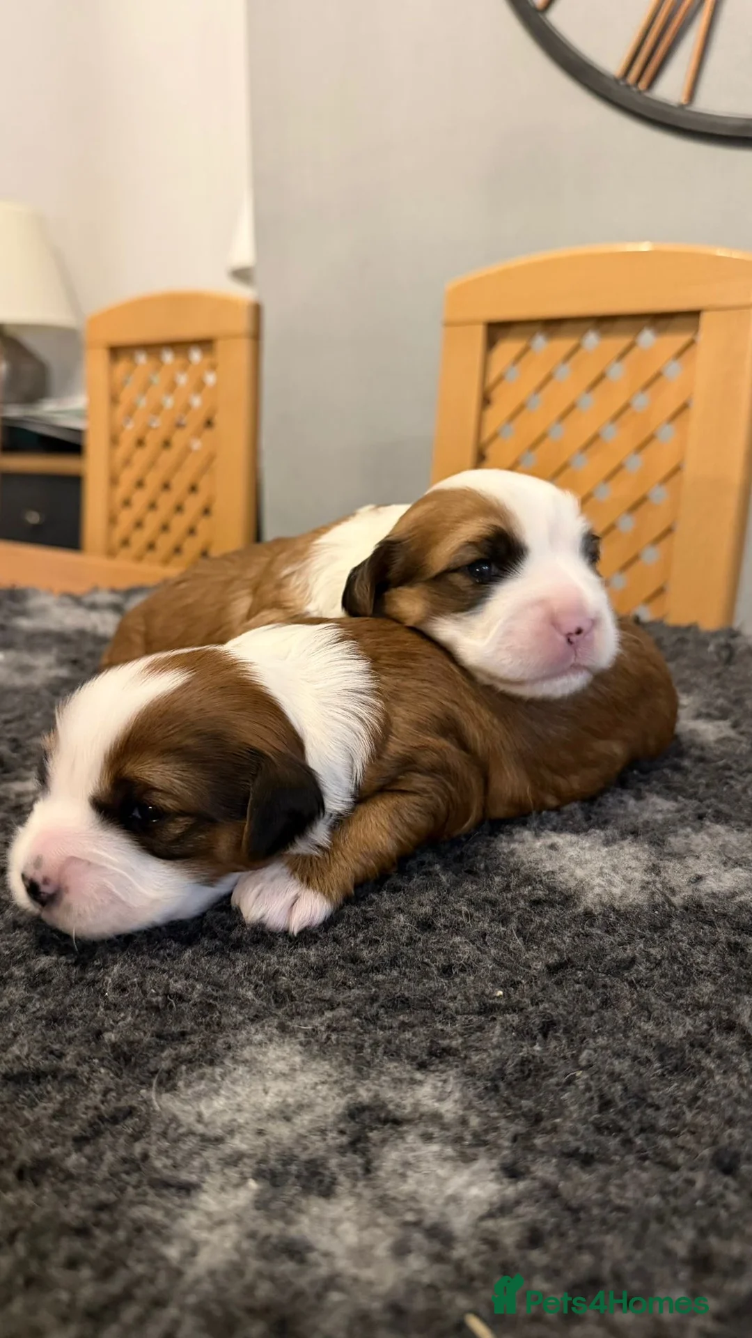 Tibetan Terrier dogs for sale: Kennel club registered Tibetan terrier puppies  - Advert 10