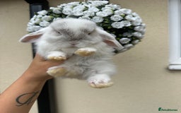 Mini Lop rabbits for sale: Cutest Baby Mini Lop Bunny’s  - Image 5