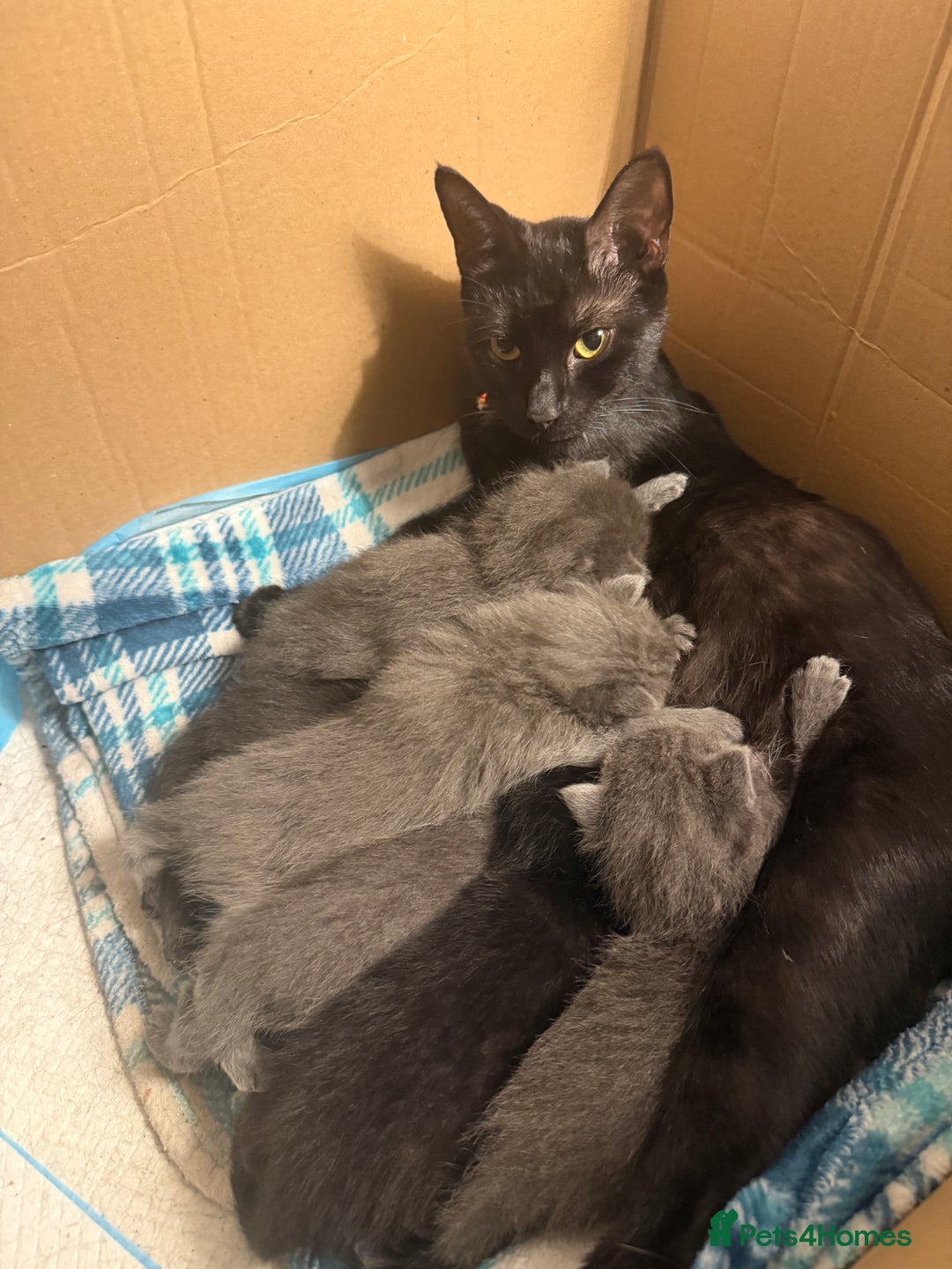 Ragdoll cats for sale: 6 Beautiful Ragdoll cross Domestic shorthair - Advert 2