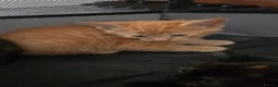 Mixed Breed cats for sale: 8 kitten looking for new forever homes  - Advert 24