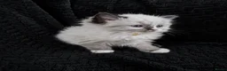 Ragdoll cats for sale: Sweet Ragdoll Kittens Looking for Loving Families  - Advert 18