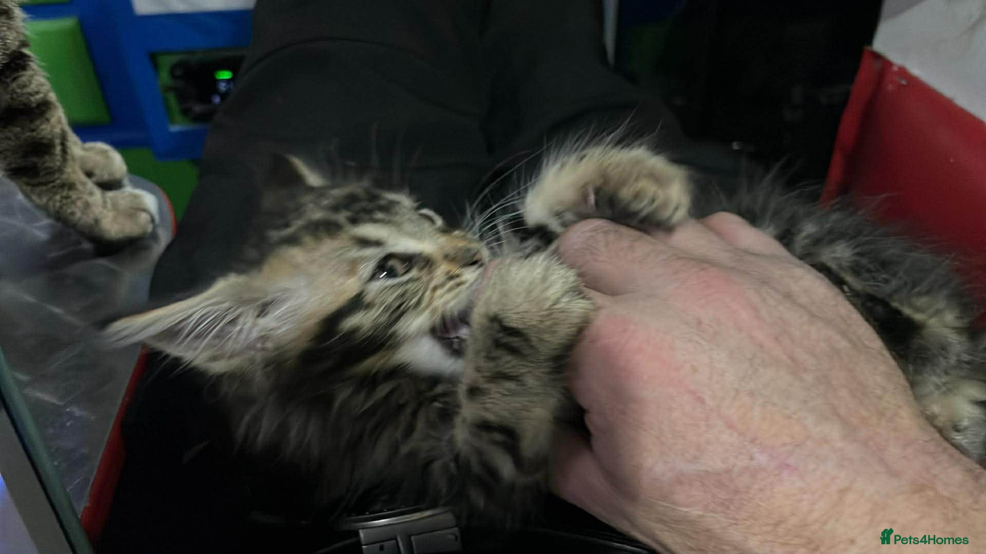 Maine Coon cats Maine coon kittens  - Advert 2