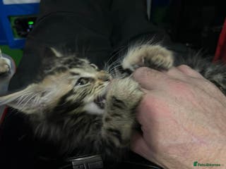 Maine Coon cats Maine coon kittens - Advert 4