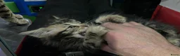 Maine Coon cats for sale: Maine coon kittens  - Advert 3